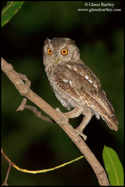 Pacific Screech Owl looks back over its shoulder from a sloping branch by Glenn Bartley