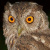 Pacific Screech Owl