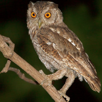 Pacific Screech Owl