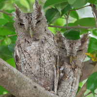 Pacific Screech Owl