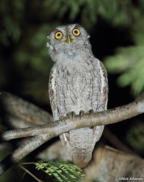 Pacific Screech Owl perched on a branch at night by Nick Athanas