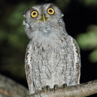 Pacific Screech Owl