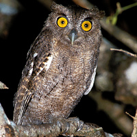 Pacific Screech Owl