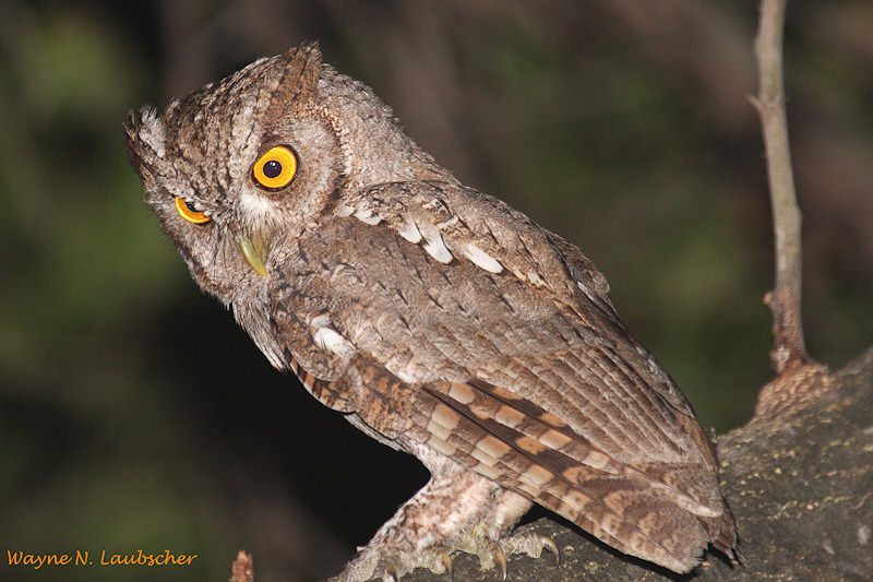 Side profile of a Pacific Screech Owl looking down from a large branch by Wayne Laubscher
