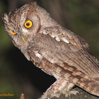 Pacific Screech Owl