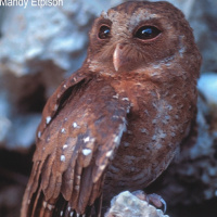 Palau Owl