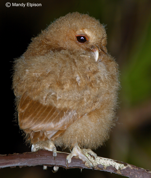 Fluffy young Palau Owl perched on a branch at night by Mandy Etpison