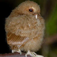 Palau Owl