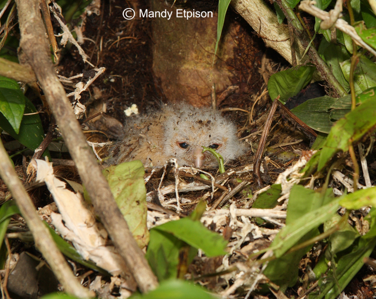 Baby Palau Owl lying in a nest by Mandy Etpison