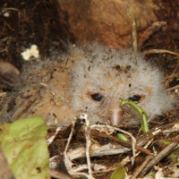 Palau Owl