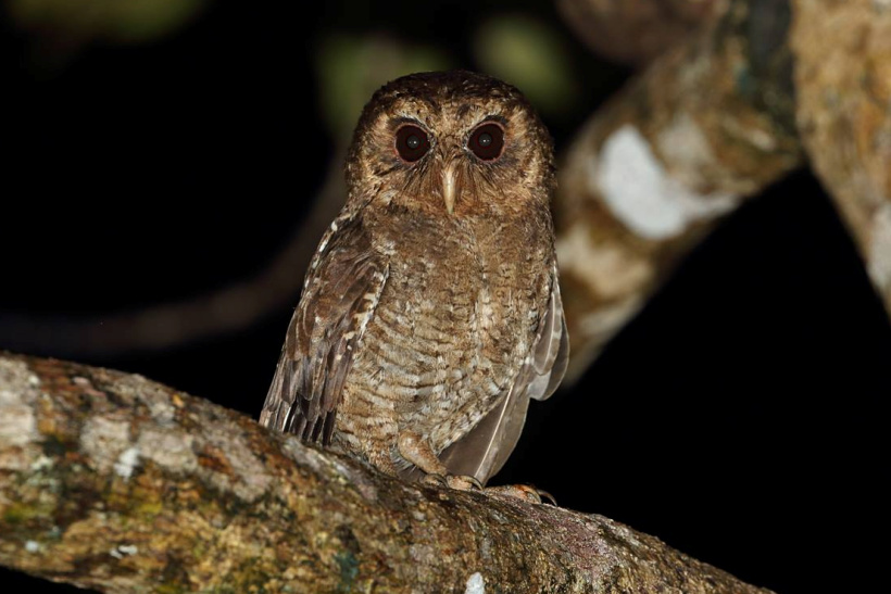 Palau Owl stands on a thick branch at night by Rob Hutchinson