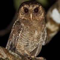 Palau Owl