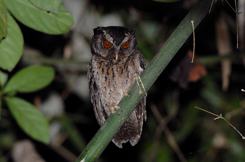 Palawan Scops Owl perched on an angled branch at night by Bram Demeulemeester