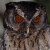 Palawan Scops Owl