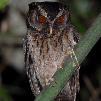 Palawan Scops Owl