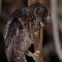 Palawan Scops Owl