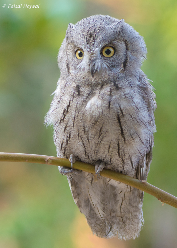Stunning close up of a Pallid Scops Owl perched on a branch by Faisal Hajwal
