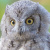 Pallid Scops Owl