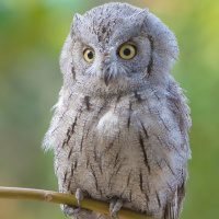 Pallid Scops Owl