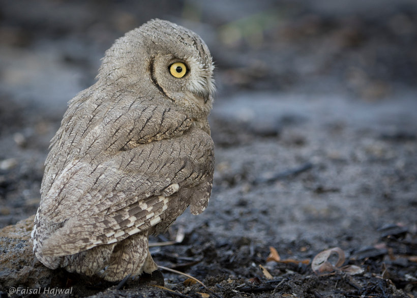 Back and side facial profile of a Pallid Scops Owl on the ground by Faisal Hajwal