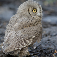 Pallid Scops Owl