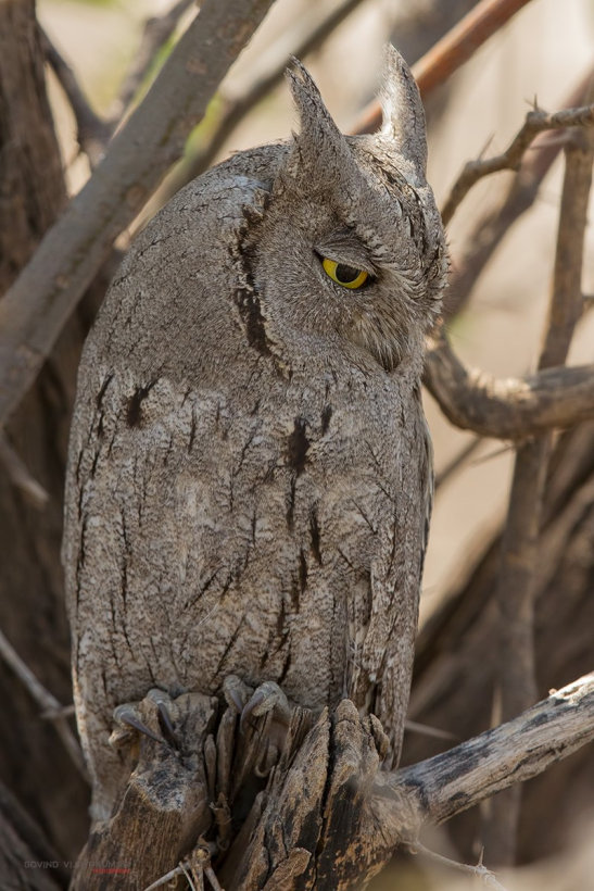 Pallid Scops Owl perched on a broken branch looking to the side by Govind Vijayakumar