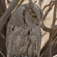 Pallid Scops Owl