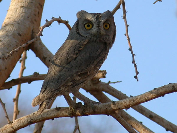 Side profile of a Pallid Scops Owl with its head turned toward us by James P. Smith