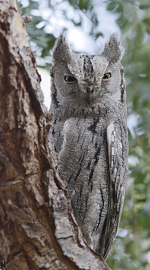 Pallid Scops Owl on the side of a tree showing prominent ear tufts by Sarwan Deep Singh