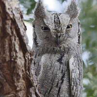 Pallid Scops Owl