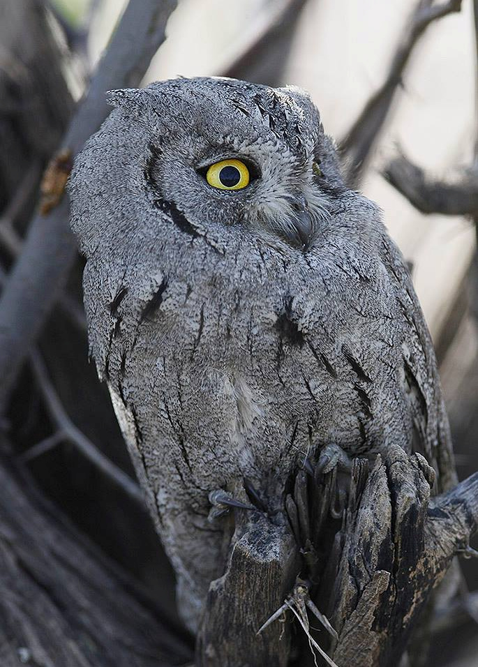 Close view of a Pallid Scops Owl looking to the side by Sarwan Deep Singh