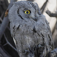 Pallid Scops Owl