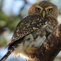 Pearl-spotted Owlet