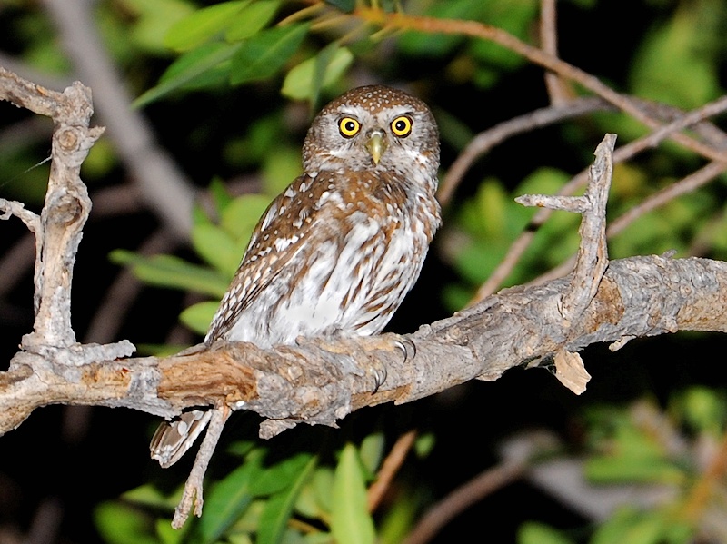 Pearl-spotted Owlet on a thick branch at night by Alan Van Norman
