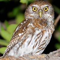 Pearl-spotted Owlet