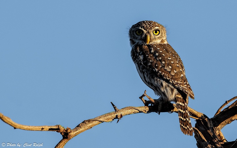 Pearl-spotted Owlet looking back from a high branch by Clint Ralph