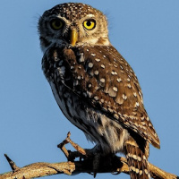 Pearl-spotted Owlet