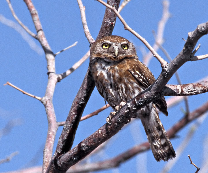 Pearl-spotted Owlet gazing into the distance from a branch by Greg Lasley