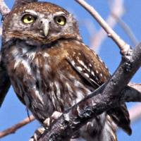 Pearl-spotted Owlet