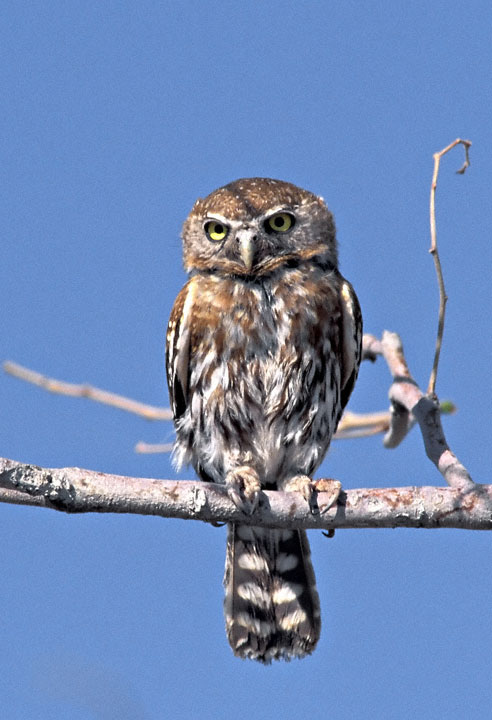 Pearl-spotted Owlet perched on a branch by Greg Lasley