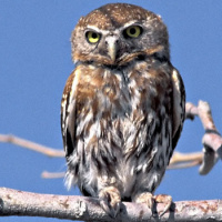 Pearl-spotted Owlet