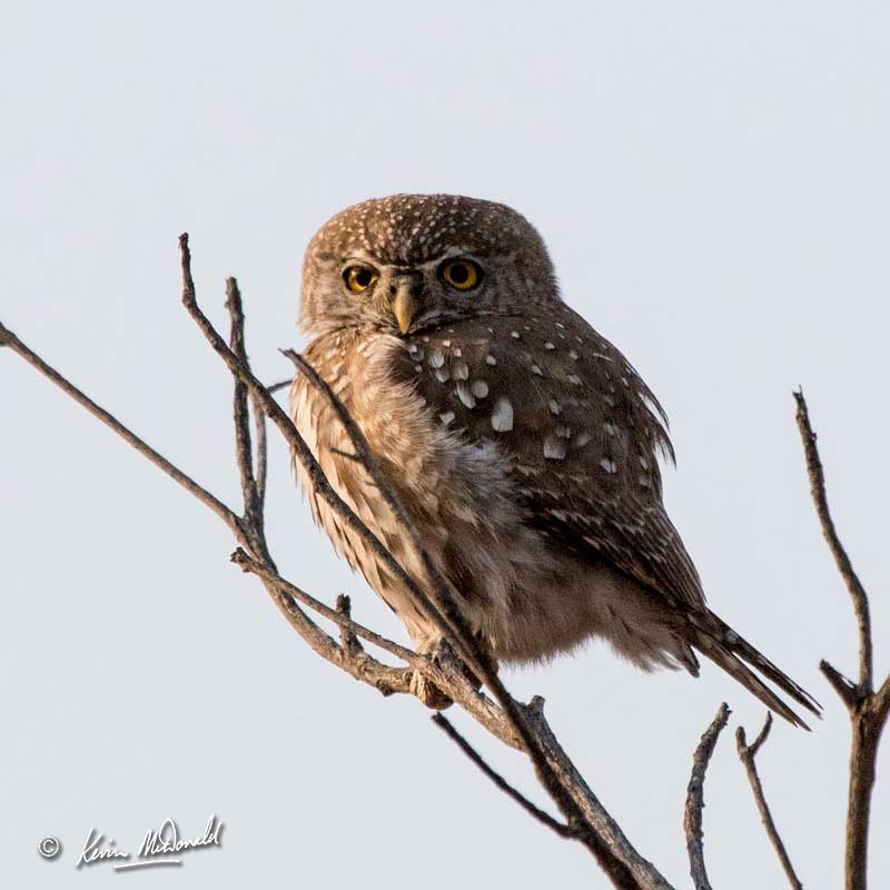 Pearl-spotted Owlet sitting among twigs by Kevin McDonald