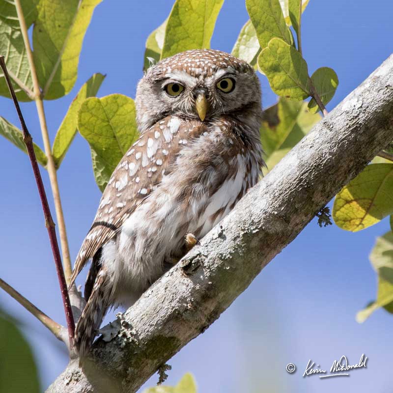 Pearl-spotted Owlet perched on a thick branch by Kevin McDonald