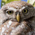 Pearl-spotted Owlet