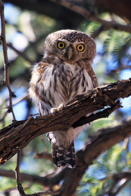 Pearl-spotted Owlet looking straight at us from a branch by Richard & Eileen Flack