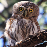 Pearl-spotted Owlet