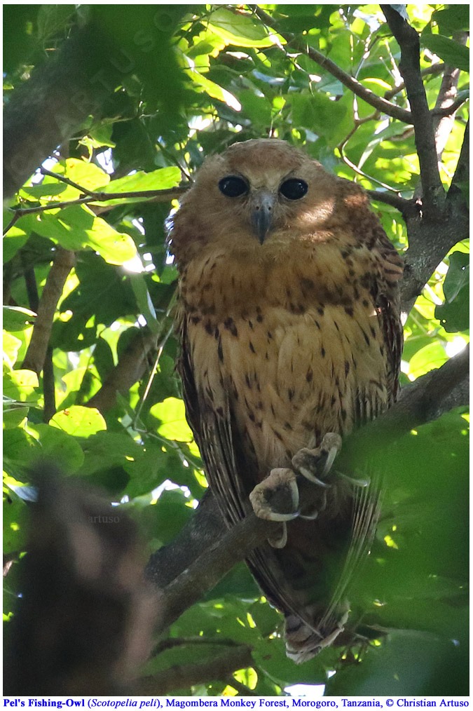 Pel's Fishing Owl at roost in the foliage by Christian Artuso