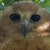 Pel's Fishing Owl