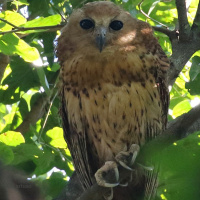Pel's Fishing Owl
