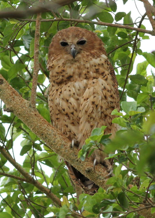 Pel's Fishing Owl roosts in the tree foliage by Derek Keats